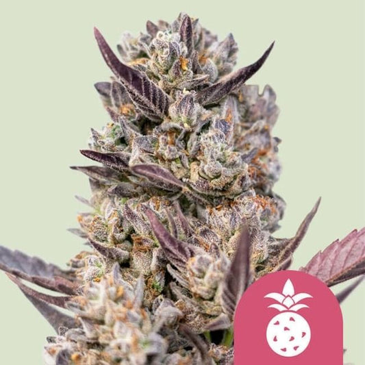 Royal Queen Seeds Tropicana Cookies Purple Feminised Seeds