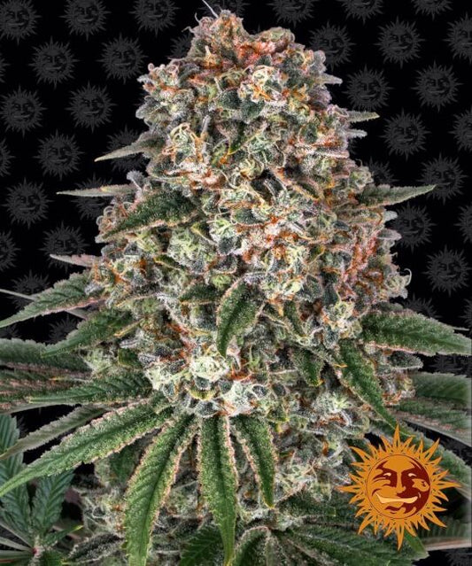 Barney's Farm Tropicanna Banana Feminised Seeds