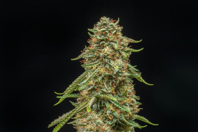 Atlas Seed Turtle Taffy Auto Feminised Seeds - 5+