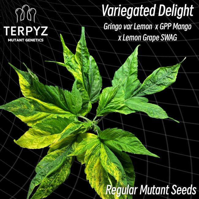 TerpyZ Mutant Genetics Variegated Delight Regular Seeds