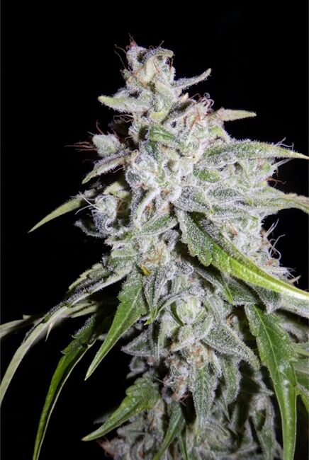 Mephisto Genetics Walter White Auto Feminised Seeds