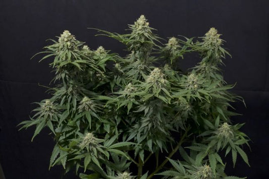 FastBuds Wedding Cheesecake FAST Feminised Seeds