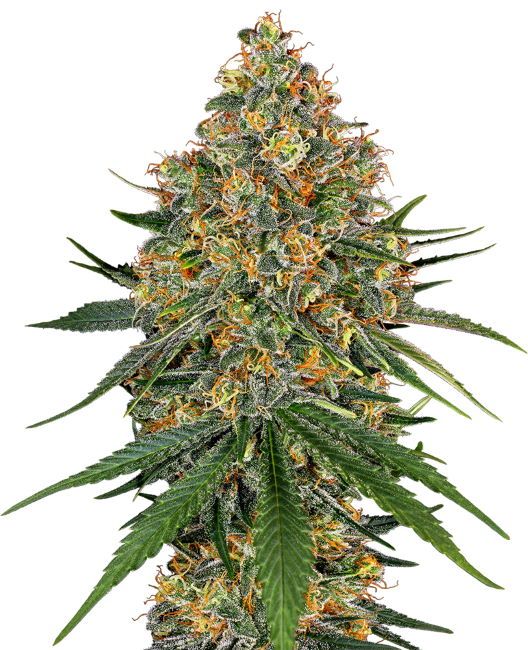 White Label Seed Company White Cheese Feminised Seeds