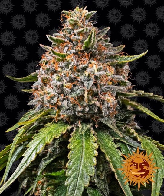 Barney's Farm White Widow XXL Feminised Seeds