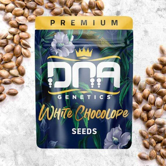 DNA Genetics White Chocolope Feminised Seeds