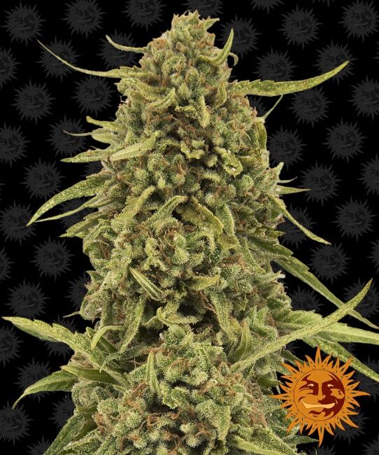 Barney's Farm Widow Remedy Regular Seeds