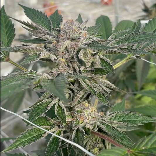 Trilogene Seeds Willy's Winery Feminised Seeds