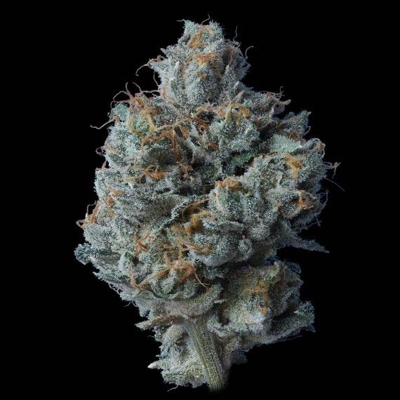 DNA Genetics Zallah Bread Feminised Seeds