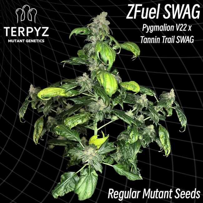 TerpyZ Mutant Genetics Zfuel Swag Regular Seeds