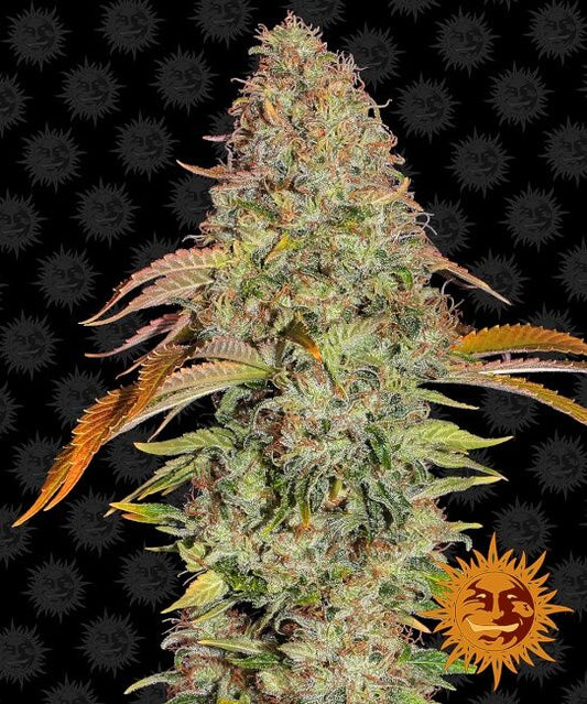 Barney's Farm Zkittlez OG Auto Feminised Seeds