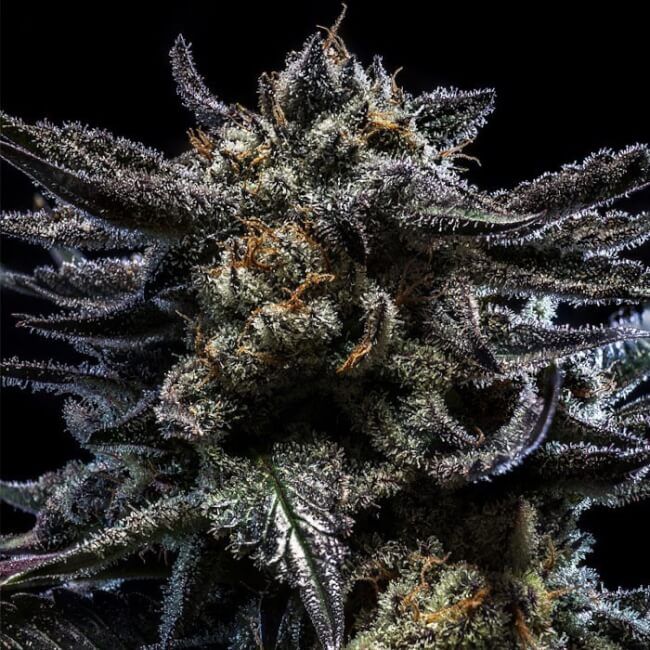 Ripper Seeds Zombie Kush Auto Feminised Seeds